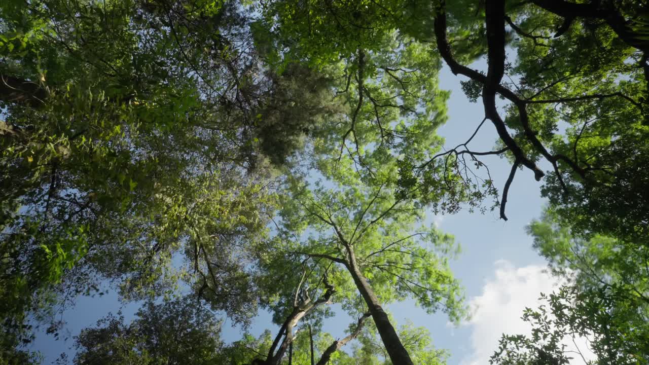 Guardando in alto una fitta chioma della foresta contro un cielo azzurro e limpido