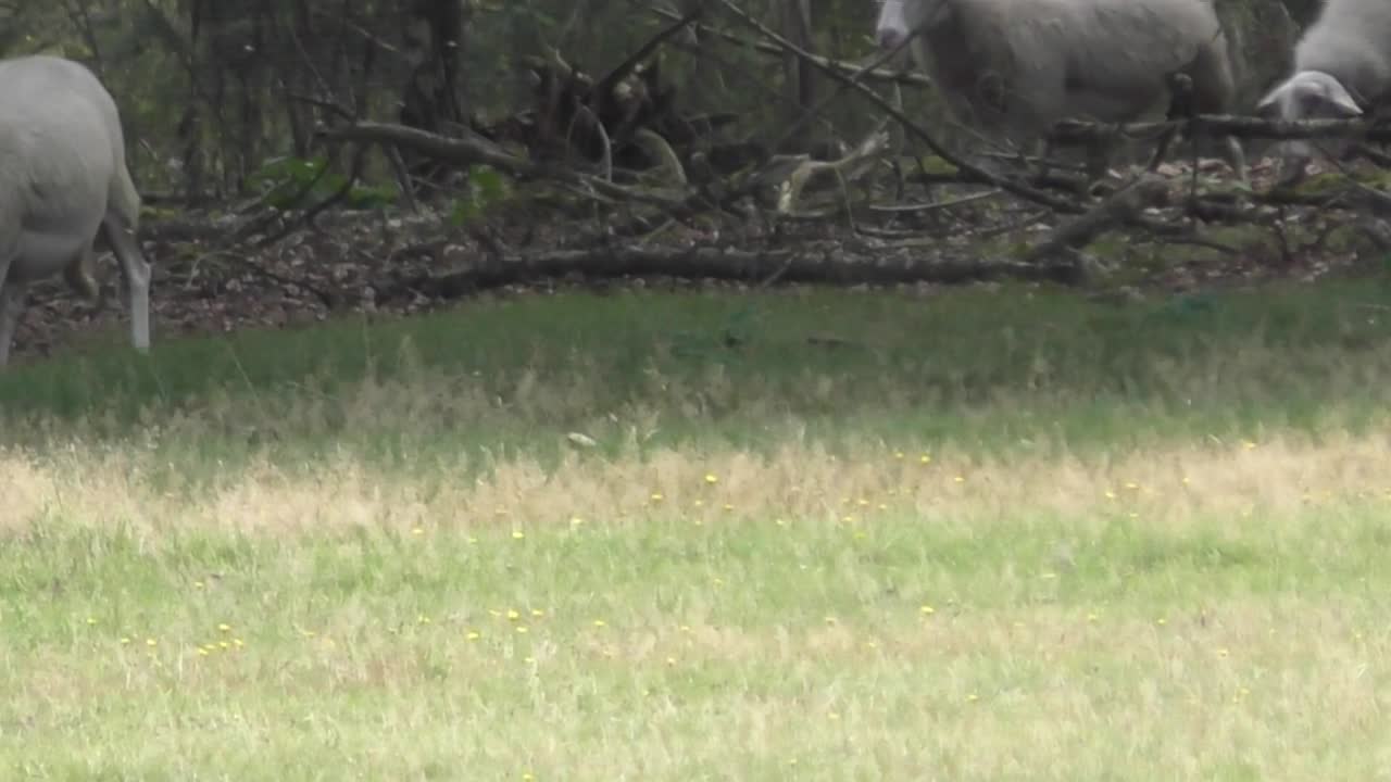 стадо овец пасется и бегает по полю в течение дня