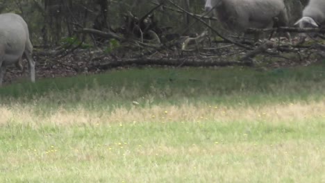 herd of sheep grazing and running on the field during the day