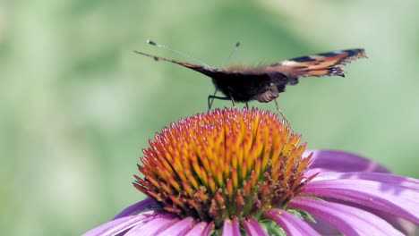 small tortoiseshell butterfly sits on purple cone flower eating pollen and pollinating it