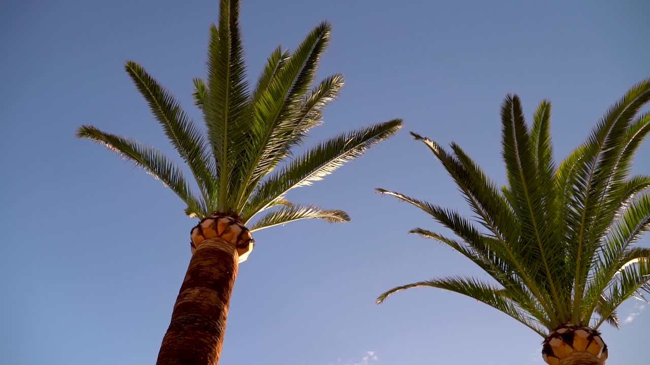 푸른 하늘을 배경으로 아름다운 야자수를 올려다보며