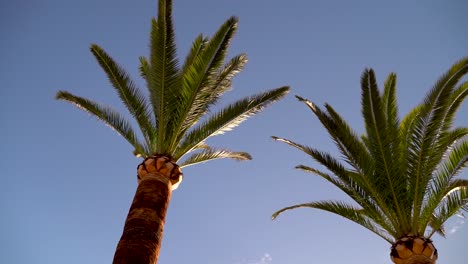 looking up towards beautiful palm trees against blue sky