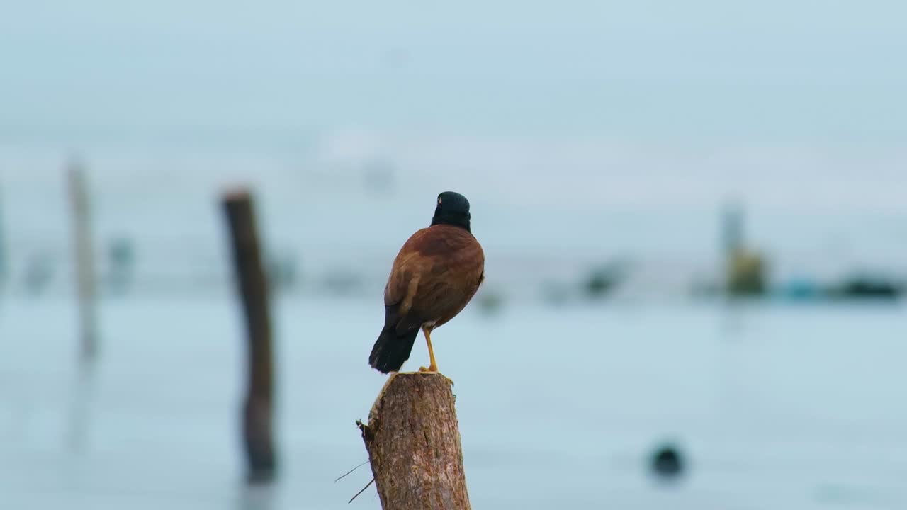 Common myna bird in Asia relaxing at the sea shore before flying away