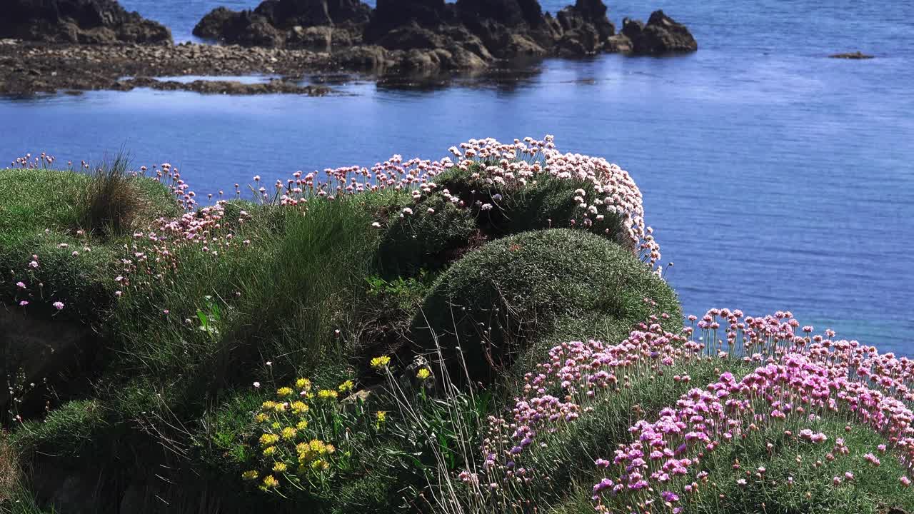 Nature beauty sea pinks on cliff above blue sea Copper Coast Waterford Ireland