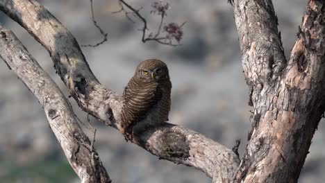 an asian barred owlet sitting on a branch against a blurred out background.