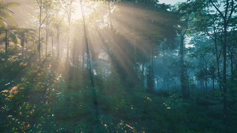 sunlight streaming through a lush jungle