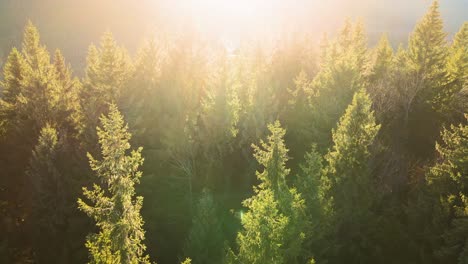 aerial view of brightly illuminated with sunlight beams foggy dark forest with pine trees at autumn sunrise. amazing wild woodland at misty dawn. environment and nature protection concept