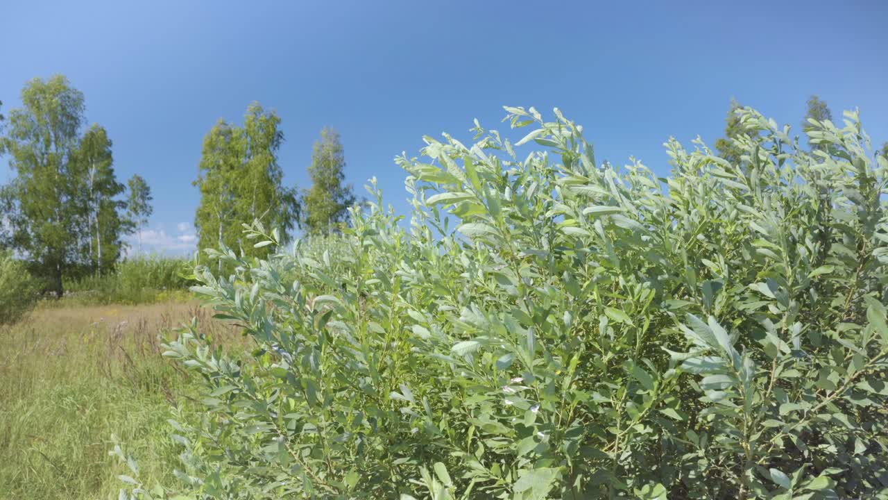 여름에 바람에 녹색 가지