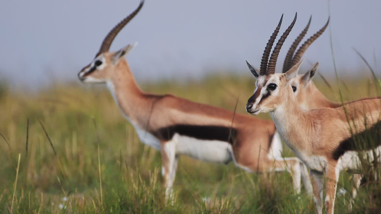 disparo en cámara lenta de la gacela thomson entre la hierba alta observando las llanuras majestuosamente en las praderas, áfrica animales de safari en masai mara vida silvestre africana en la reserva nacional de masai mara