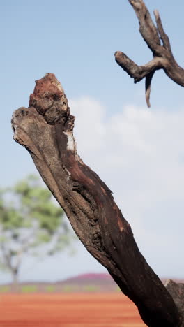primer plano de una rama de árbol quemada en un paisaje árido