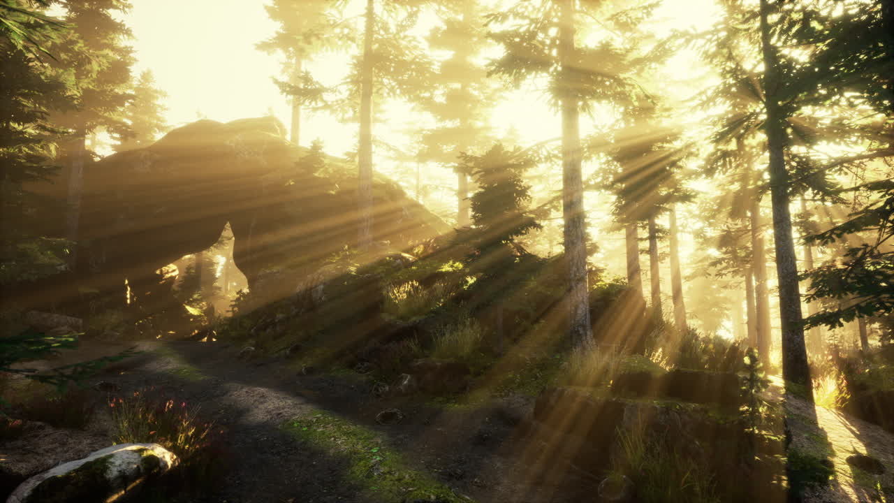 안개 숲 속의 빛