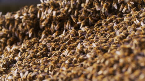 miles de abejas útiles en el apiario