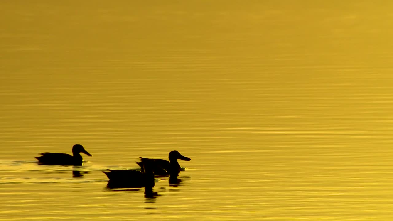 오리는 보호된 습지 습지나 북미의 늪에서 황금빛 물 위에서 실루엣으로 헤엄친다