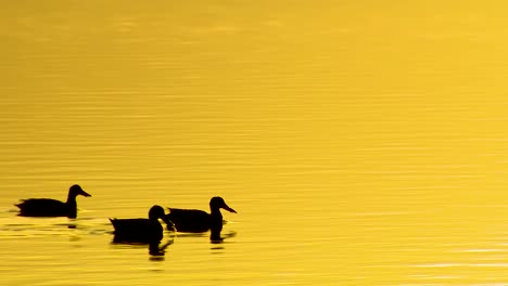 ducks swim in silhouette on golden water in a protected wetland marsh or swamp in north america