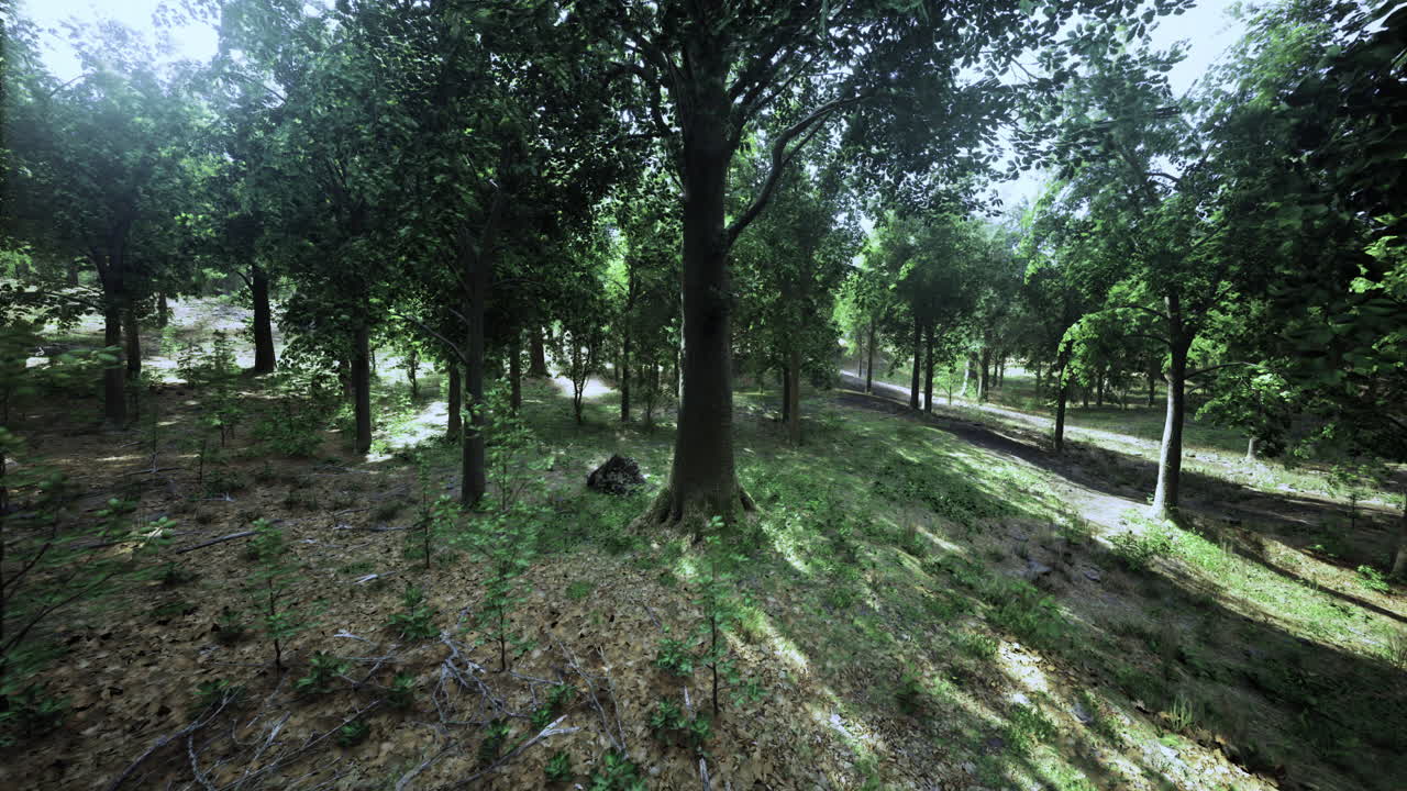 낮에는 조용한 숲의 풍경에서 나무를 통해 는 빛