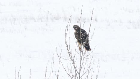 red-tailed hawk in heavy snow leaves it perch to hunt in the winter terrain