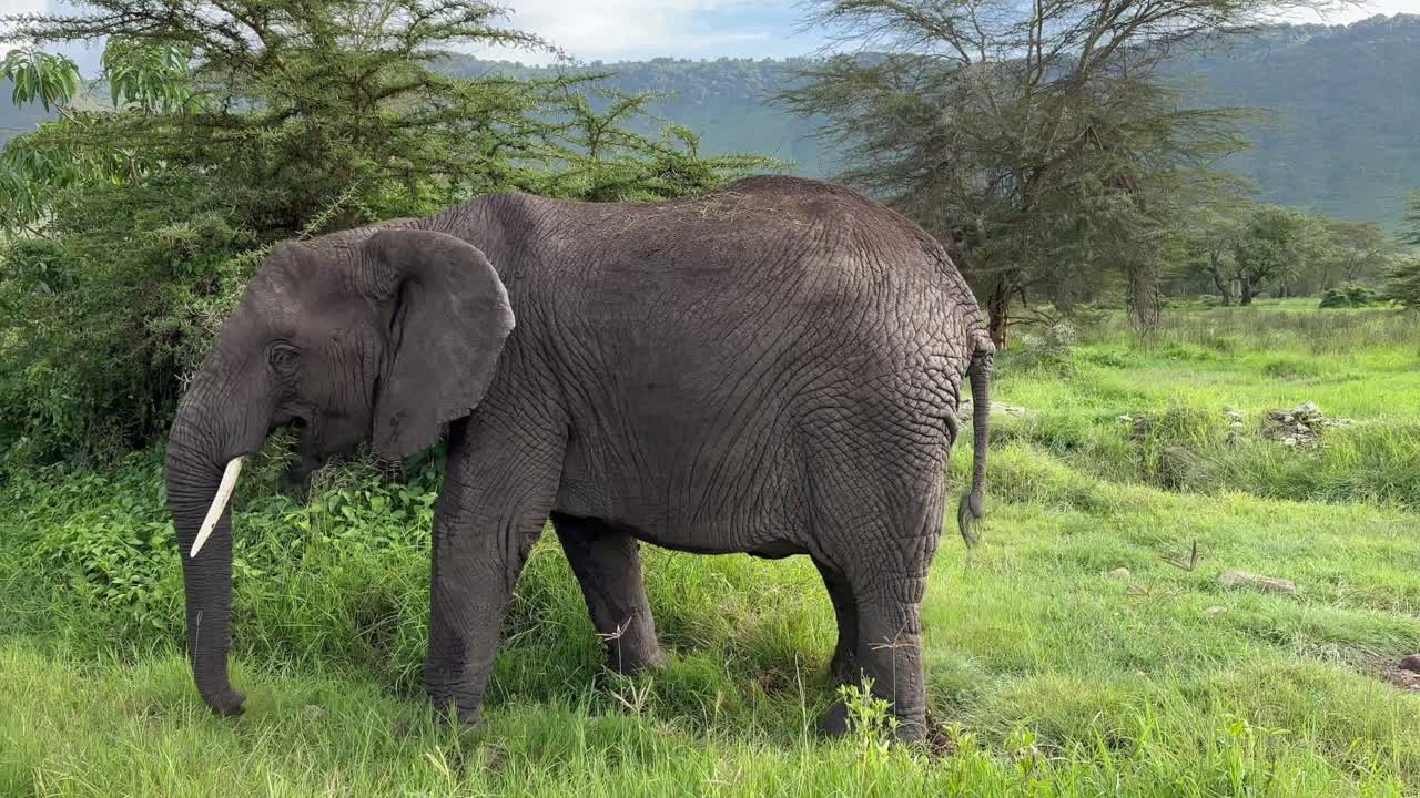 African bush elephant (Loxodonta africana) eating acacia branches in Ngorongoro crater, Tanzania.