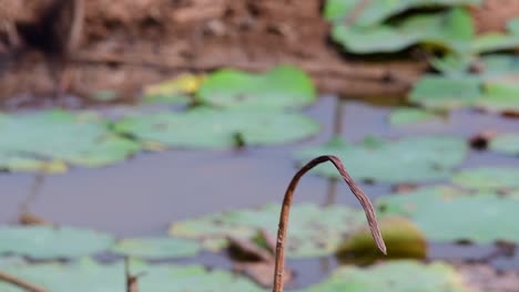 Un-Pequeño-Pájaro-De-Rápido-Movimiento-Que-Se-Encuentra-En-Casi-Todas-Partes-Del-Mundo,-La-Mayor-Parte-Del-Tiempo-Volando-Para-Atrapar-Algunos-Insectos-Pequeños