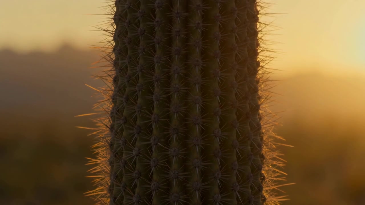 Columna de cactus vertical en vista cercana, iluminada por un sol bajo y cálido desde la parte trasera derecha, con un brillante resplandor de contorno en las espinas, sombra profunda en las costillas, tonos terrosos y un ambiente desértico tranquilo, con cactus, espina, contraluz.