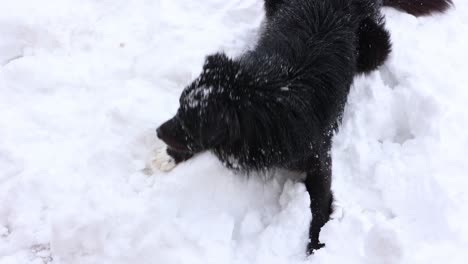 black dog sitting in deep snow - high angle