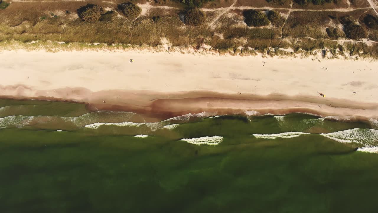 aéreo: revela una toma del bosque de pinos verdes cerca del mar báltico