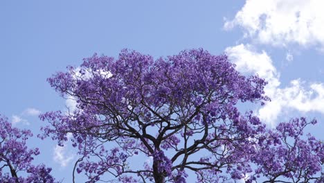jacaranda festival - jacaranda trees in full bloom in grafton, nsw, australia - wide shot