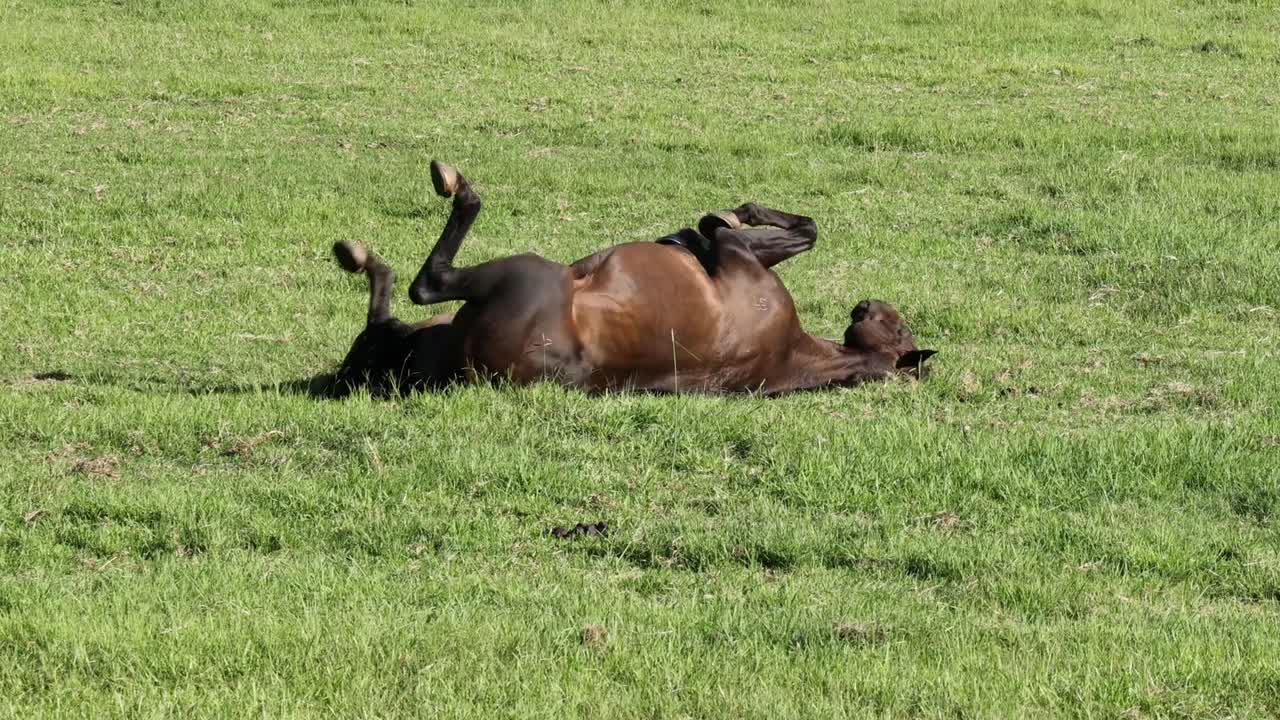 Un caballo se revuelca alegremente de espaldas en un exuberante campo verde bajo el sol.