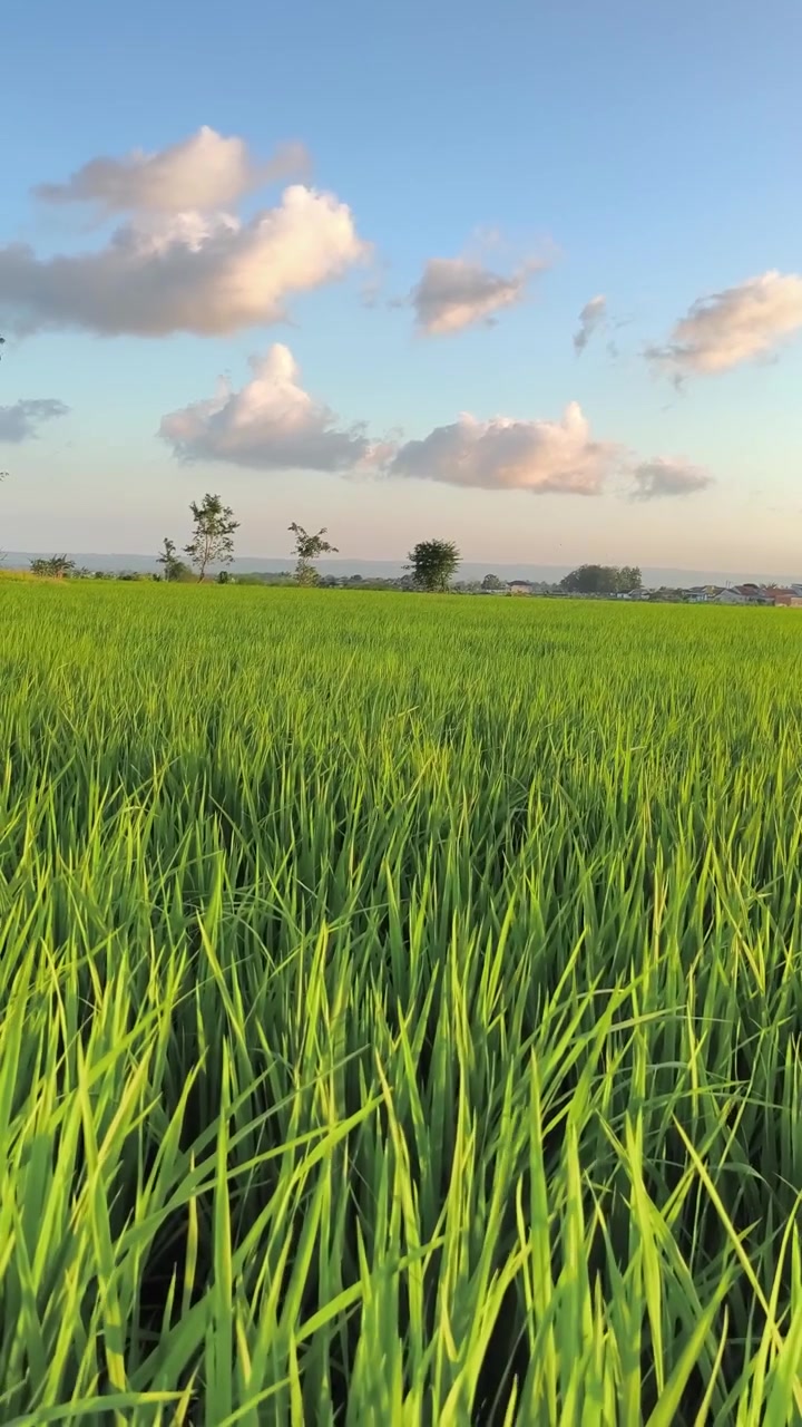 Risaia verde lussureggiante sotto un cielo azzurro limpido al tramonto