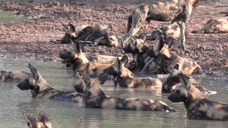 a large pack of african wild dogs resting together in a small pan cooling off under the hot african sun