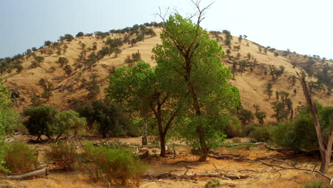 green trees scattered throughout the southern california grasslands