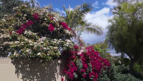 beautiful flowers and trees in the suburbs