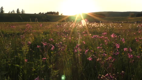 Wildflower-meadow-in-the-summertime-backlit-by-the-setting-sun-showing-plants-such-as-cotton-grass-and-ragged-robin