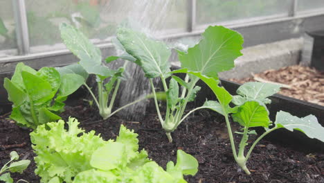 watering small homegrown kohlrabi plant in the garden with watering can