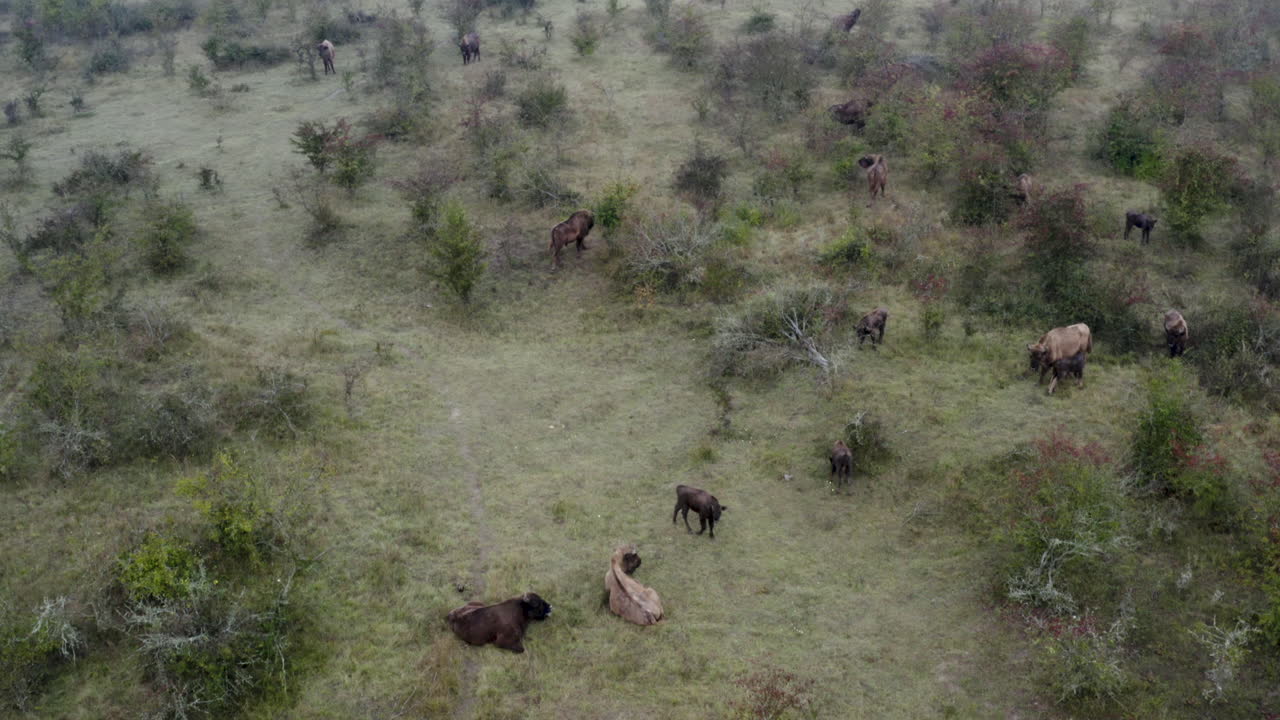 manada de bisontes europeos bonasus en un campo tupido, clima brumoso, república checa