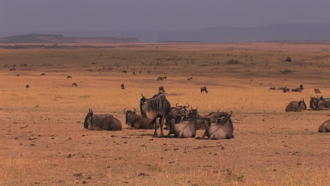 Eine-Herde-Gnus-Rastet-Oder-Weidet-Auf-Den-Ebenen