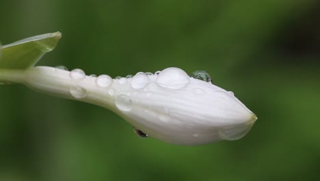 hosta-blütenknospen, die mit regentropfen bedeckt sind