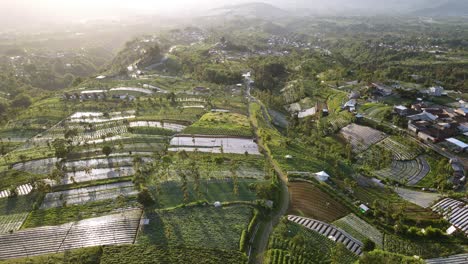 Fliegen-Sie-über-Grüne-Landwirtschaftliche-Felder,-Wenn-Am-Frühen-Sonnigen-Morgen-Sonnenlicht-Auf-Die-Bäume-Und-Plantagen-Fällt