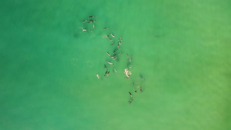 toma aérea de un dron de una enorme manada de delfines en el arrecife de banco de arena de la playa de shelly jugando en el océano pacífico turismo en la costa central nsw australia 4k