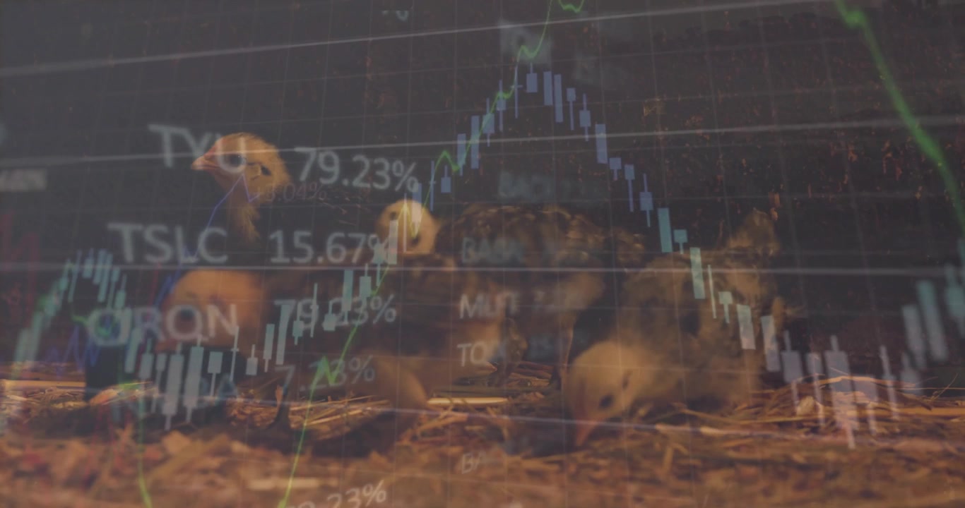 Animation af finansiel databehandling over kyllinger i halm.