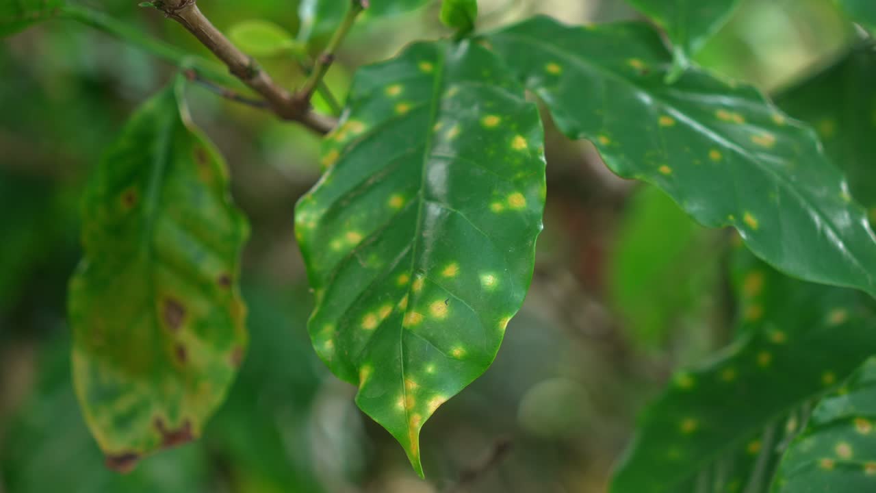 Coffee plant leaf infected with coffee leaf rust fungal disease caused by Hemileia vastatrix