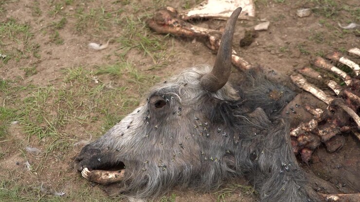 Carcassa di animale in decomposizione a terra con mosche
