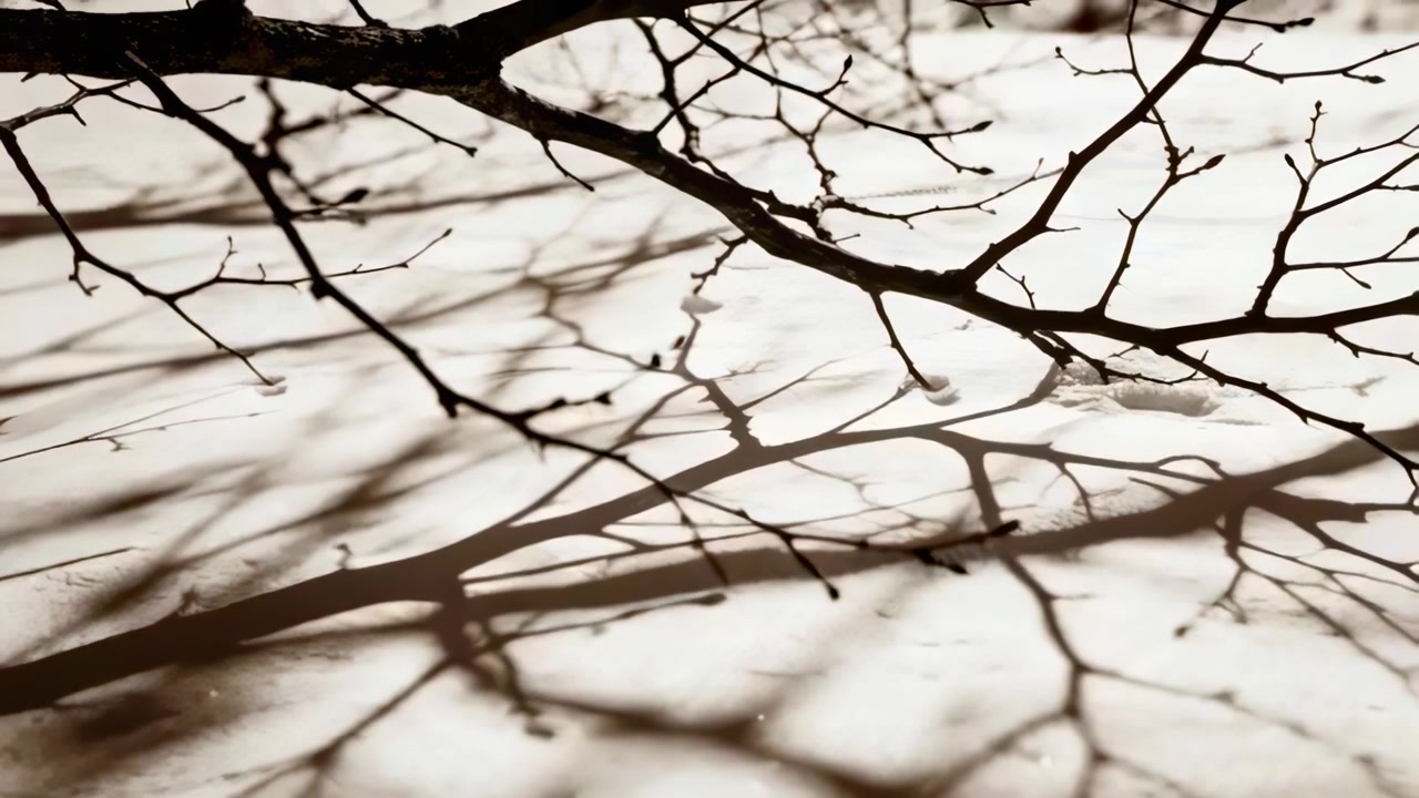 Warming sunlight causing tree branch shifting in yard, casting sharp shadows on snow, buds dripping