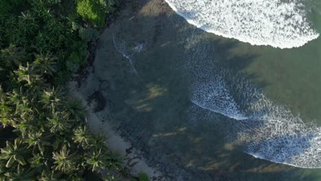 Topdown-Aerial-Drone-Shot-Flying-Over-Tropical-Sandy-Coastline-with-Palm-Trees-and-Waves-Breaking-in-Southern-Sri-Lanka