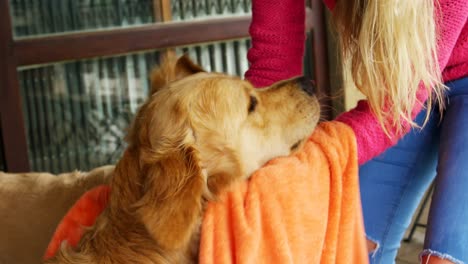 woman wiping her dog with a towel 4k