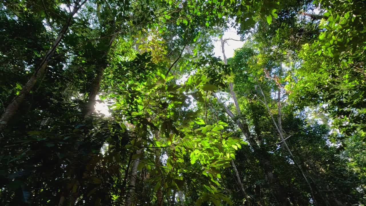 Sunlight beams through lush rainforest foliage
