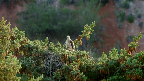 Red-Tailed-hawked-baby-staning-in-nest-on-tree-top-surrounded-by-flies