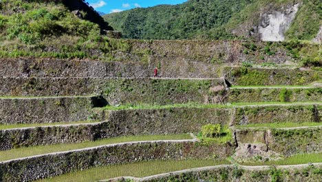 imágenes de drones de una persona caminando en las famosas terrazas de arroz de batad en el norte de filipinas