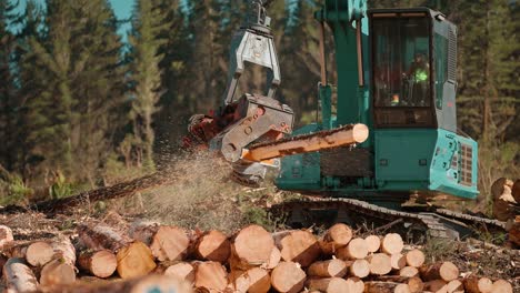 logging machine trimming and cutting log in correct length on woodpile