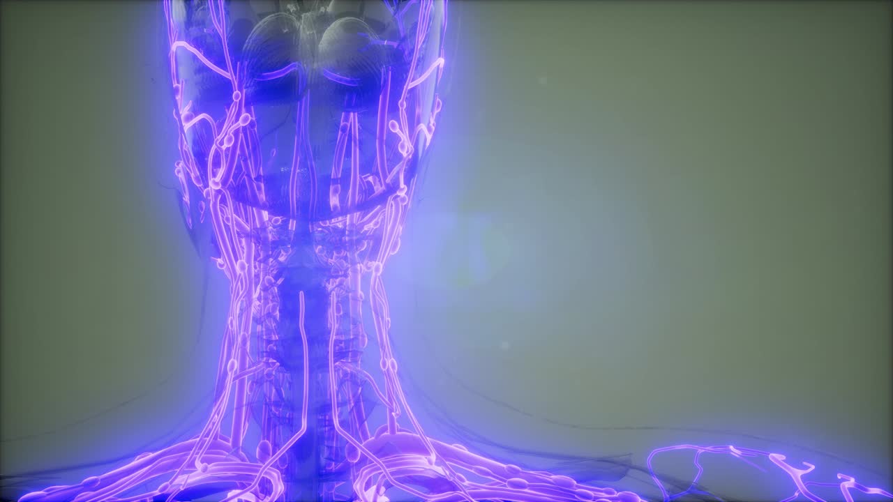 vasos sanguíneos del cuerpo humano