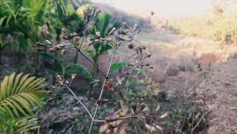 Countryside-scene-with-dried-wildflower-branch-in-foreground